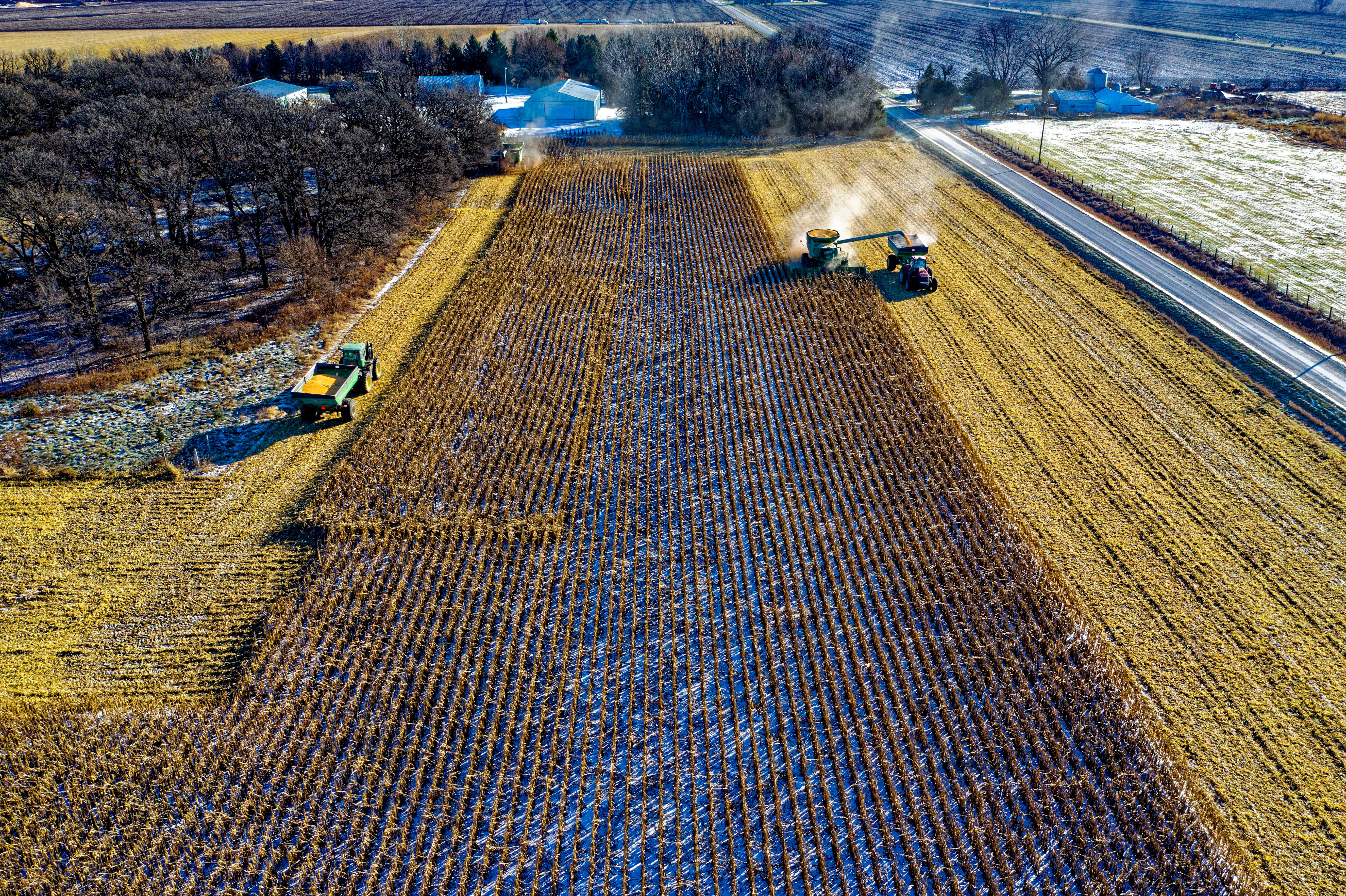 Campos de maíz siendo cosechados por tractores en Austin, Minnesota.